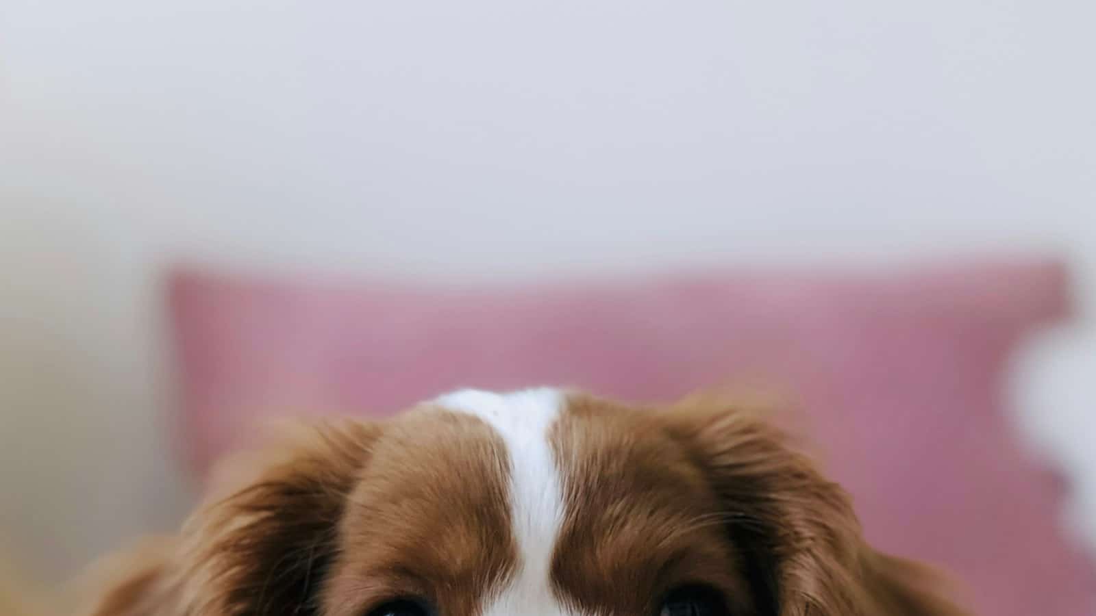 Cão de estimação descansando em casa