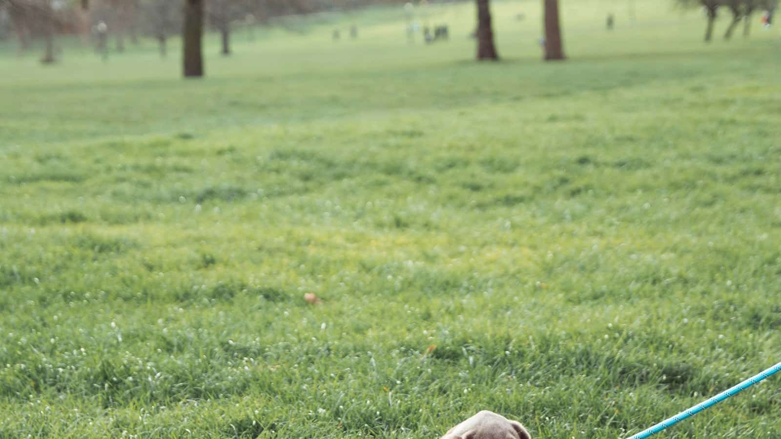 Pessoa passeando com um cão em um parque