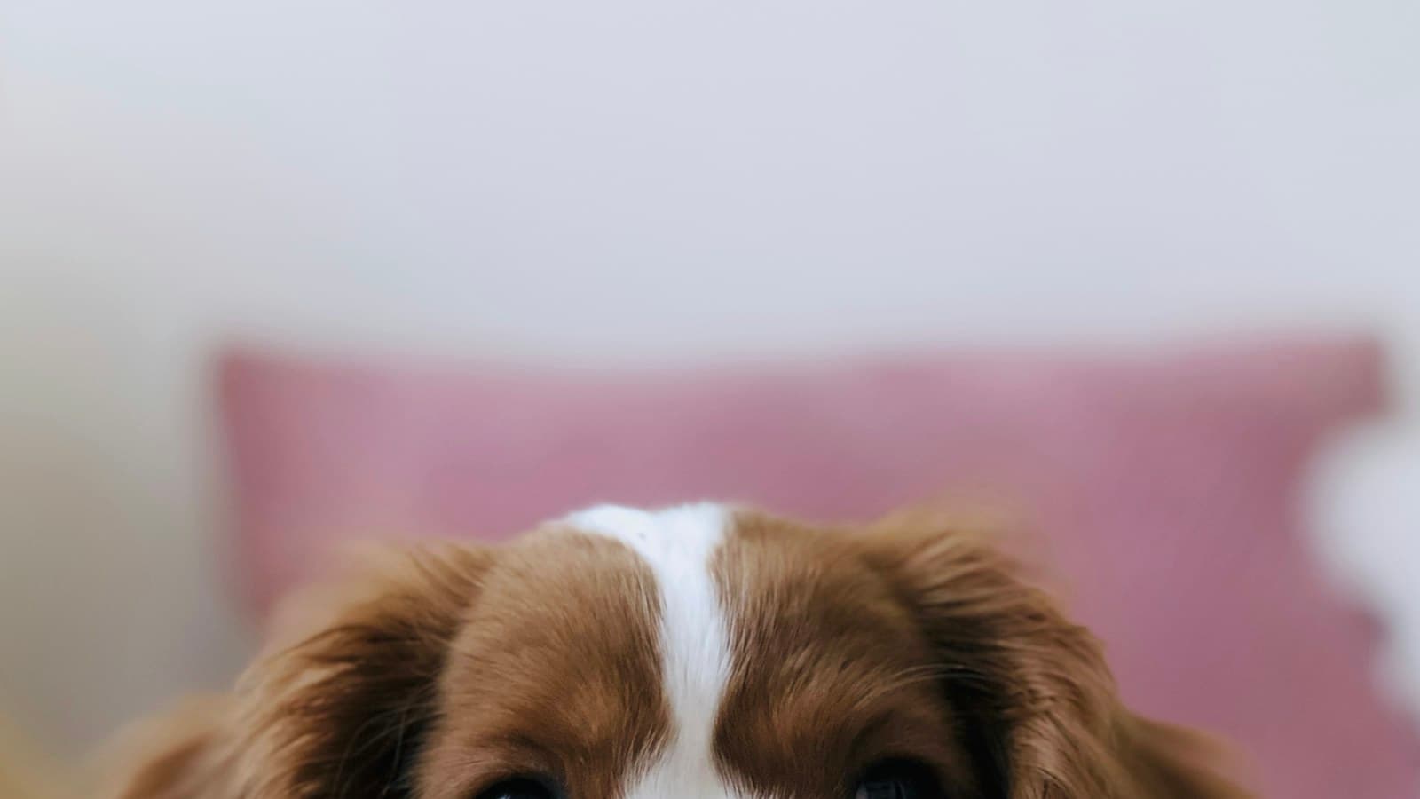 Cão de estimação descansando em casa